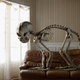 Illustration for article titled How did this giant animal skeleton get into a nice suburban home?